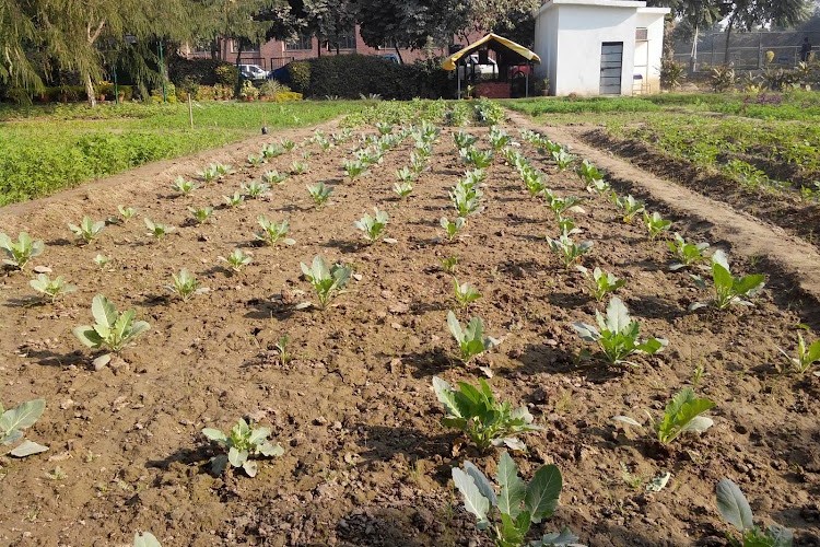 Amity Institute of Organic Agriculture, Noida