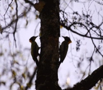 Ashoka Trust for Research in Ecology and the Environment, Bangalore