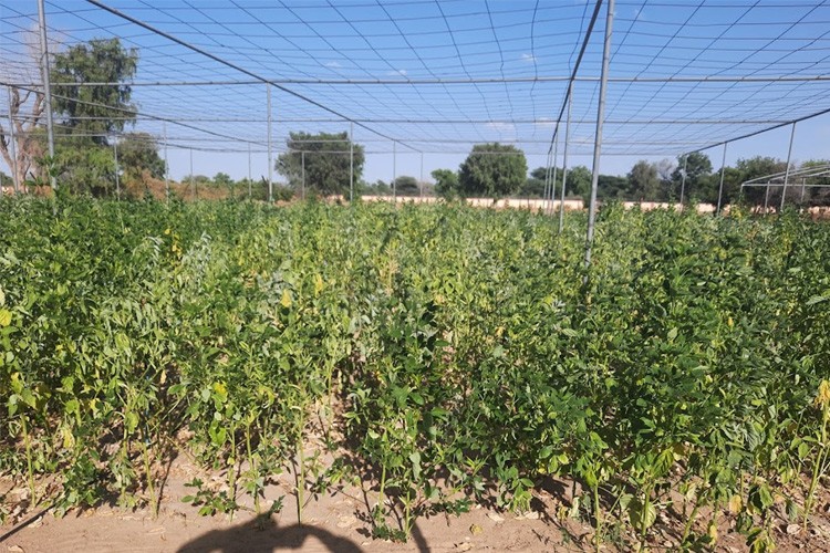 Central Institute for Arid Horticulture, Bikaner