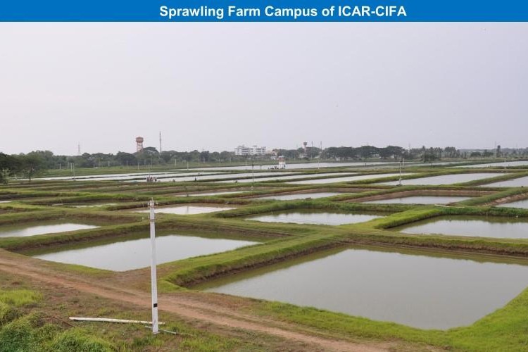 Central Institute of Freshwater Aquaculture, Bhubaneswar