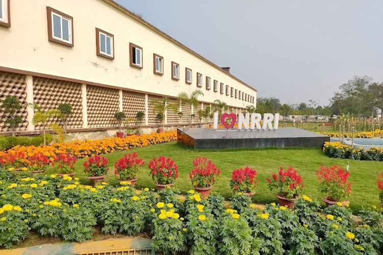 Central Rice Research Institute, Cuttack