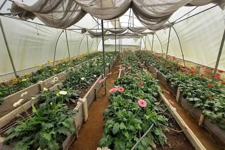 Centurion University of Technology and Management, Paralakhemundi