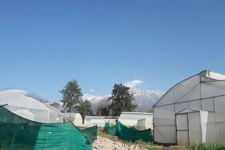 Chaudhary Sarwan Kumar Himachal Pradesh Krishi Vishvavidyalaya, Palampur