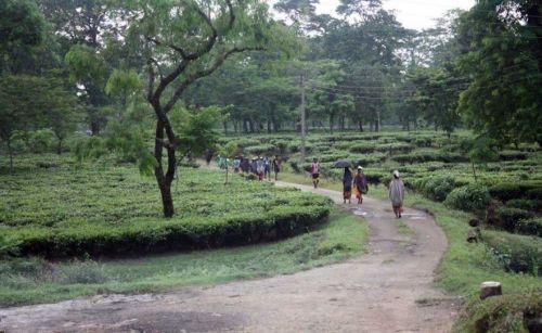 Darjeeling Tea Research and Management Association, Darjeeling