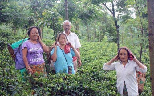 Darjeeling Tea Research and Management Association, Darjeeling