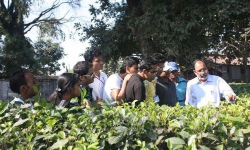 Darjeeling Tea Research and Management Association, Darjeeling