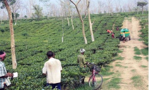 Darjeeling Tea Research and Management Association, Darjeeling