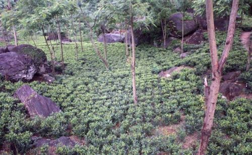 Darjeeling Tea Research and Management Association, Darjeeling