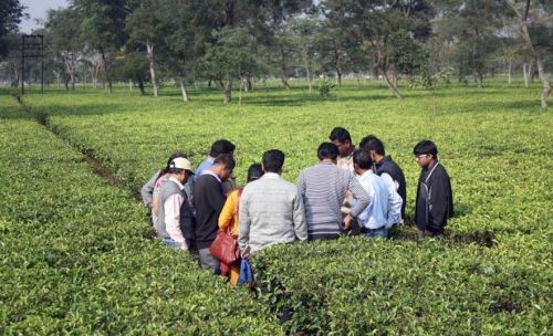 Darjeeling Tea Research and Management Association, Darjeeling