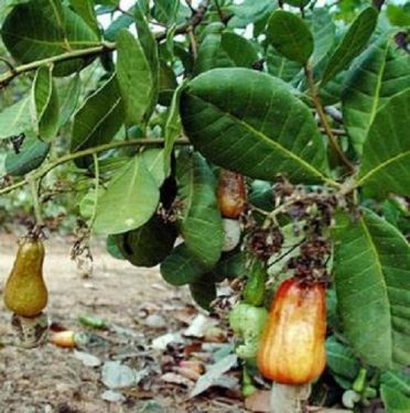 Directorate of Cashew Research, Kannada