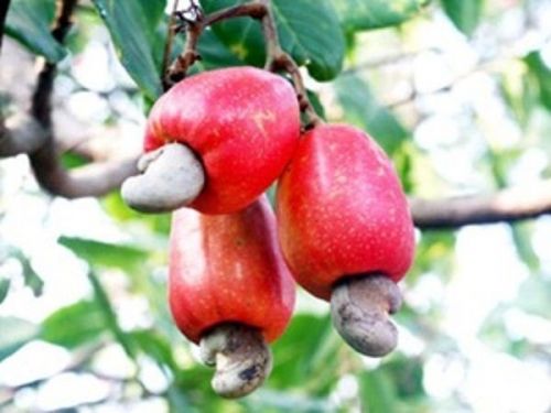 Directorate of Cashew Research, Kannada