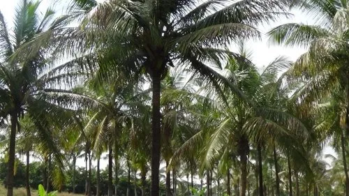 Dr. D. Y. Patil College of Agricultural Engineering and Technology Talsande, Kolhapur