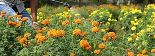 Dr. D. Y. Patil College of Agricultural Engineering and Technology Talsande, Kolhapur