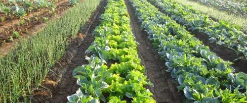 Dr. D. Y. Patil College of Agricultural Engineering and Technology Talsande, Kolhapur