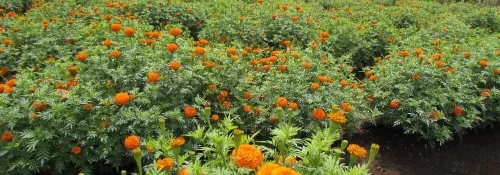 Dr. D. Y. Patil College of Agricultural Engineering and Technology Talsande, Kolhapur