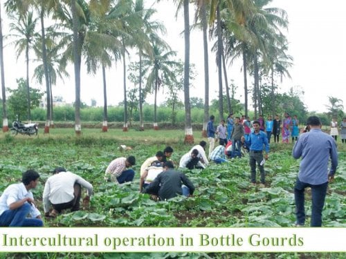 H. H. Sri Sri Murlidhara Swamiji College of Horticulture, Nashik