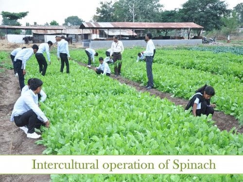 H. H. Sri Sri Murlidhara Swamiji College of Horticulture, Nashik