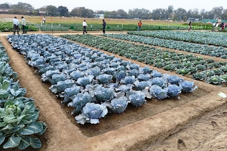 Indian Agricultural Research Institute, New Delhi