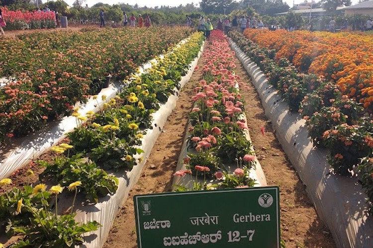 Indian Institute of Horticultural Research, Bangalore