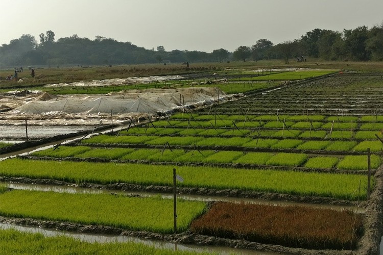 Indian Institute of Rice Research, Hyderabad