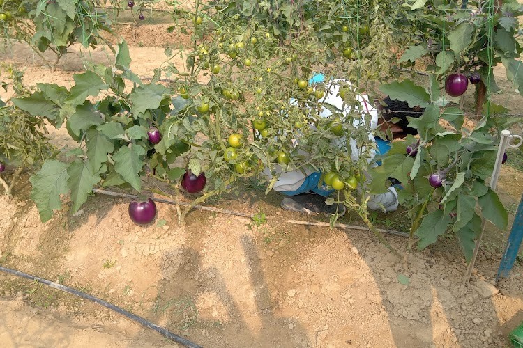 Indian Institute of Vegetable Research, Varanasi