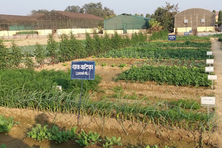 Indian Institute of Vegetable Research, Varanasi