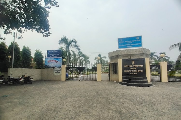 Indian Institute of Vegetable Research, Varanasi