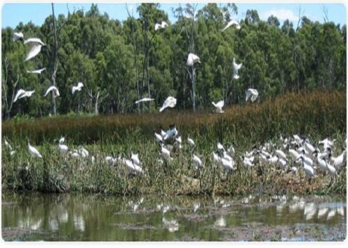 Institute of Environmental Studies and Wetland Management, Kolkata