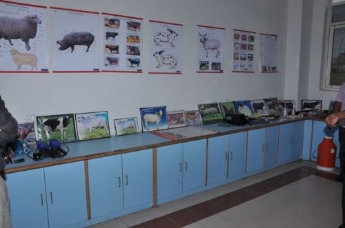 International Institute of Veterinary Education & Research, Rohtak