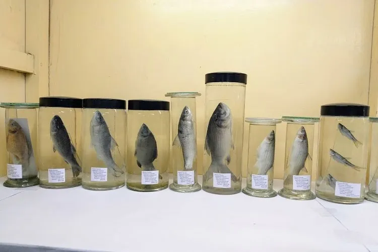 Jagannath Kishore College, Purulia