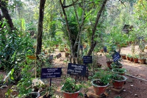 Mannam Ayurveda Co-operative Medical College Pandalam, Pathanamthitta