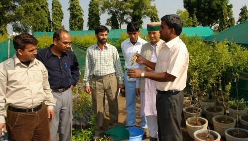 National Research Center on Pomegranate, Solapur