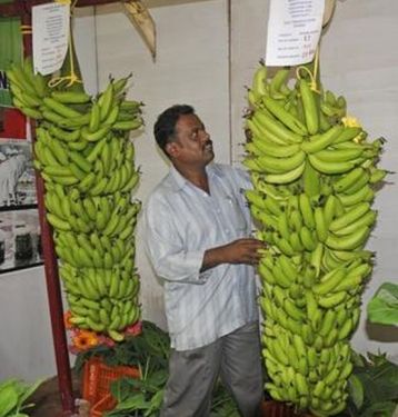 National Research Centre for Banana, Tiruchirappalli