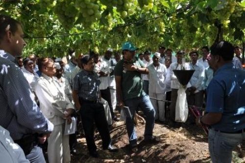 National Research Centre for Grapes, Pune