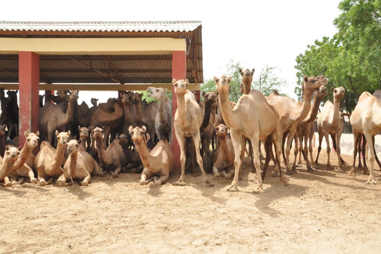 National Research Centre on Camel, Bikaner