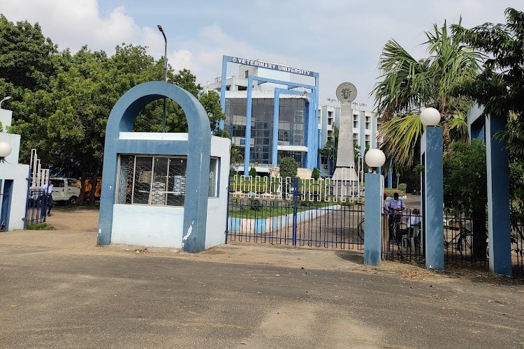 TANUVAS, Chennai