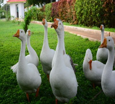 Tapovana Ayurvedic Medical College and Hospital, Davangere